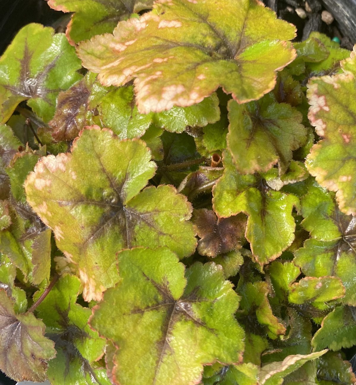 Heucherella x Citrus Shock a