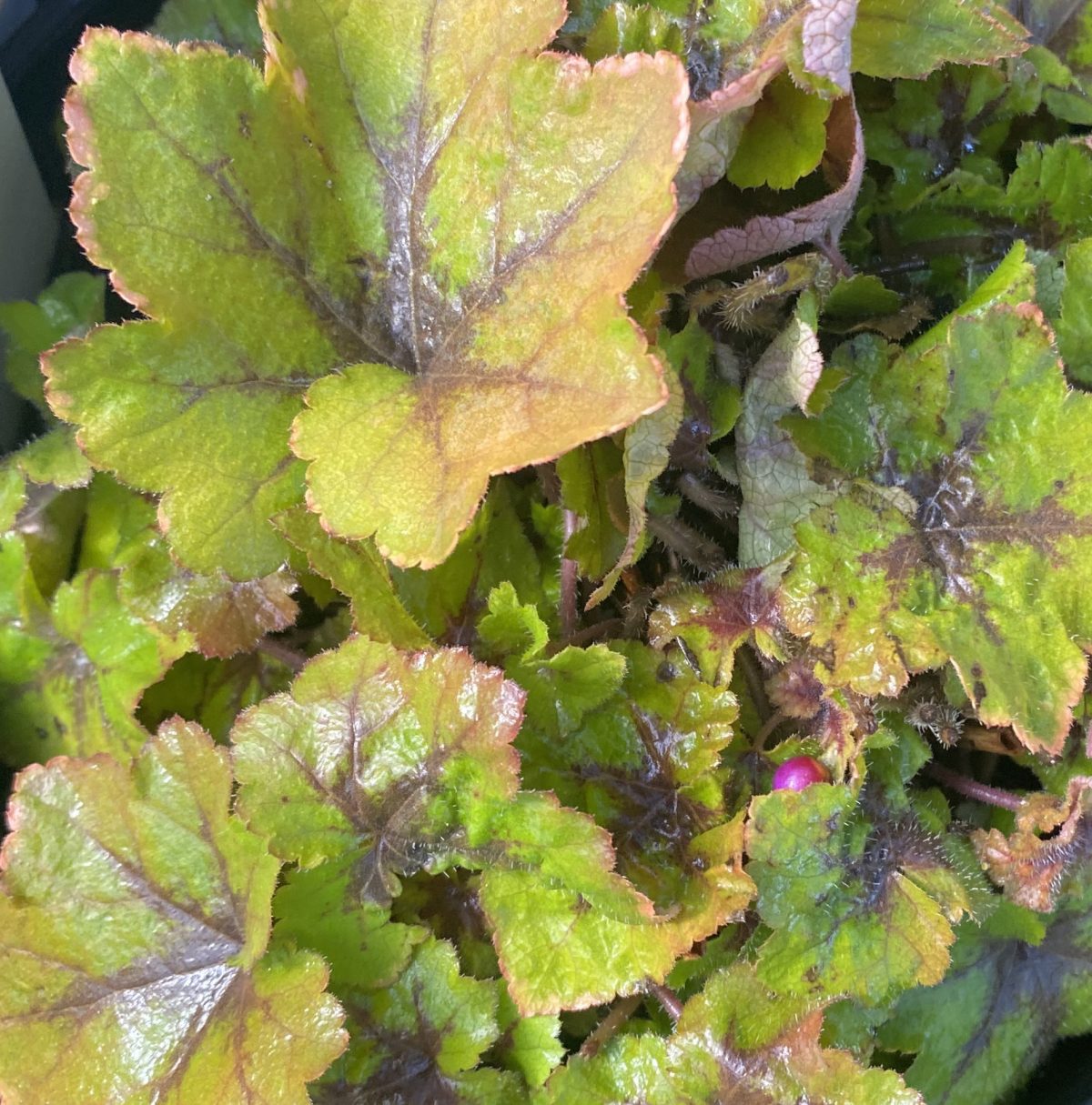 Heucherella x Citrus Shock b