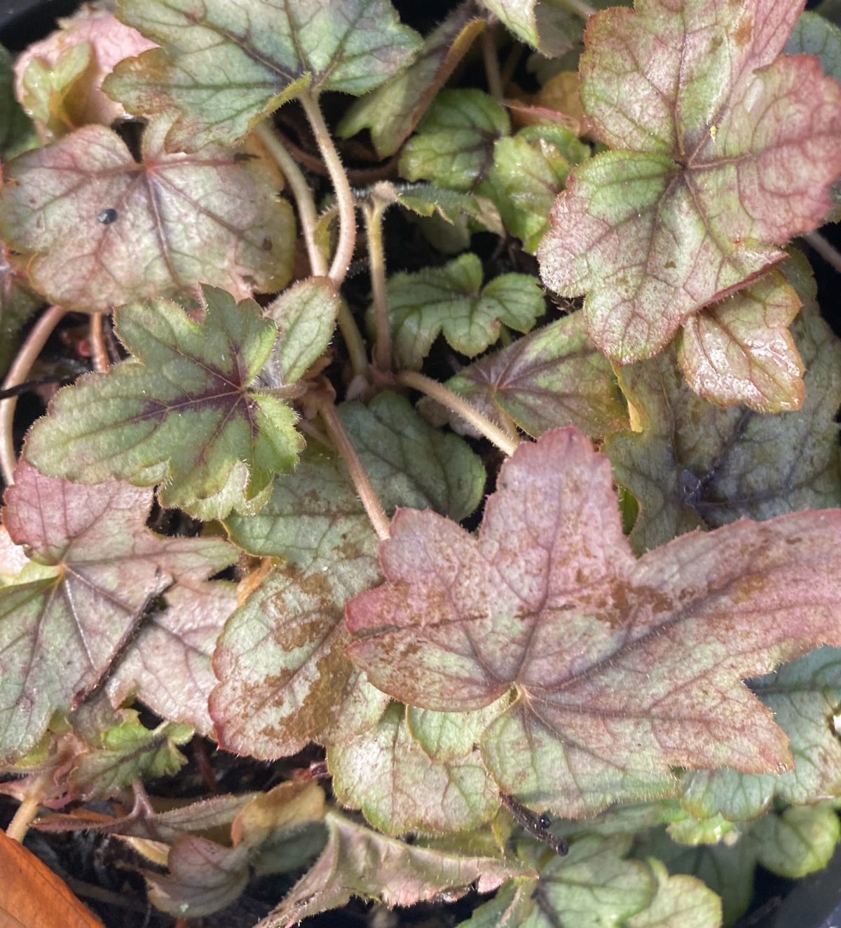 Heucherella x Pink Fizz a