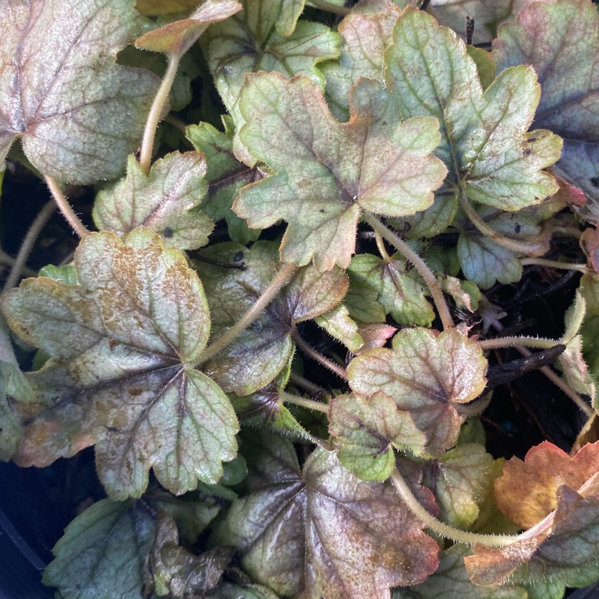 Heucherella x Pink Fizz b