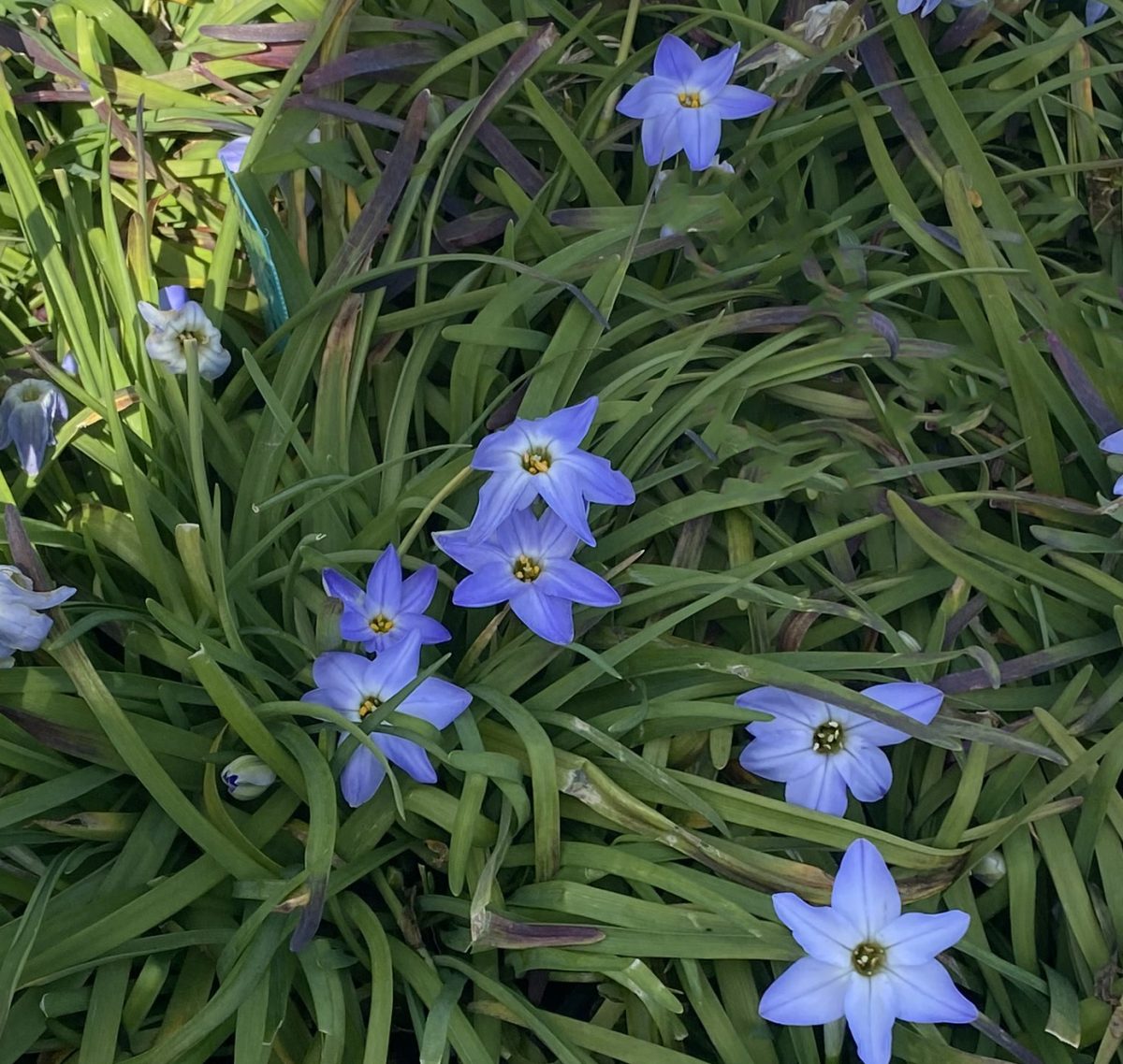 Ipheion uniflorum Rolf Fielder c