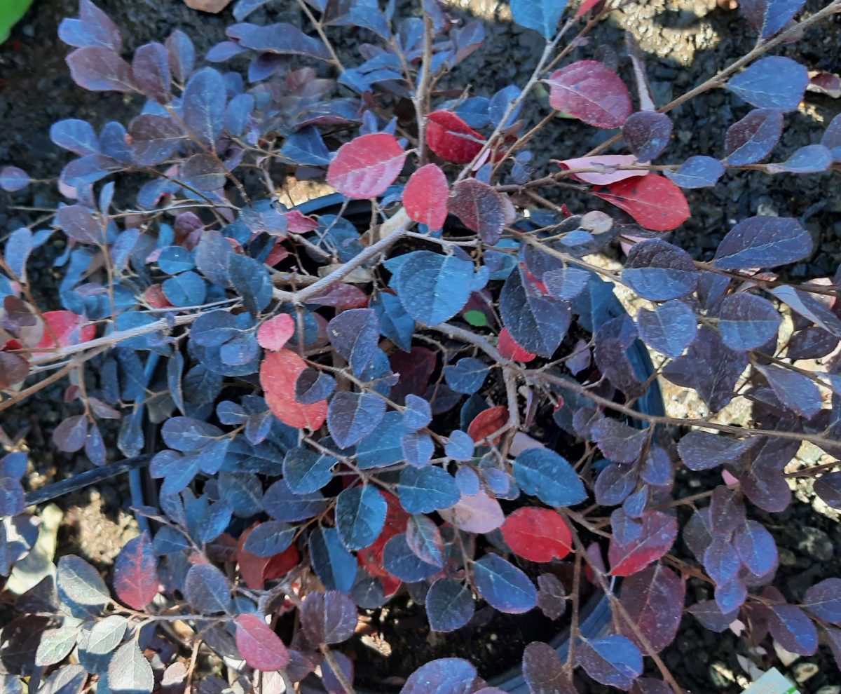 Loropetalum chinense Purple Diamond c scaled