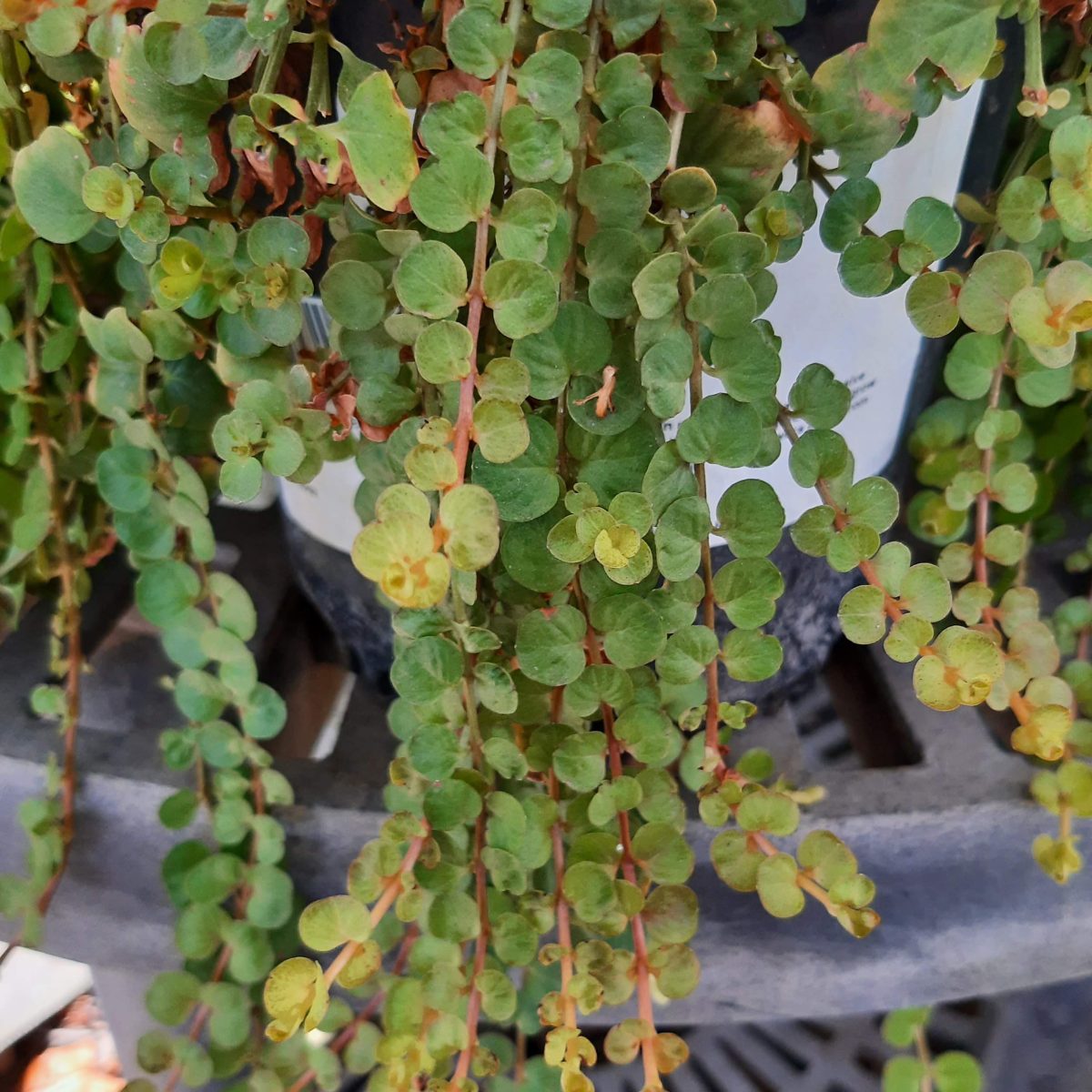 lysimachia-nummularia-urban-tree-farm-nursery