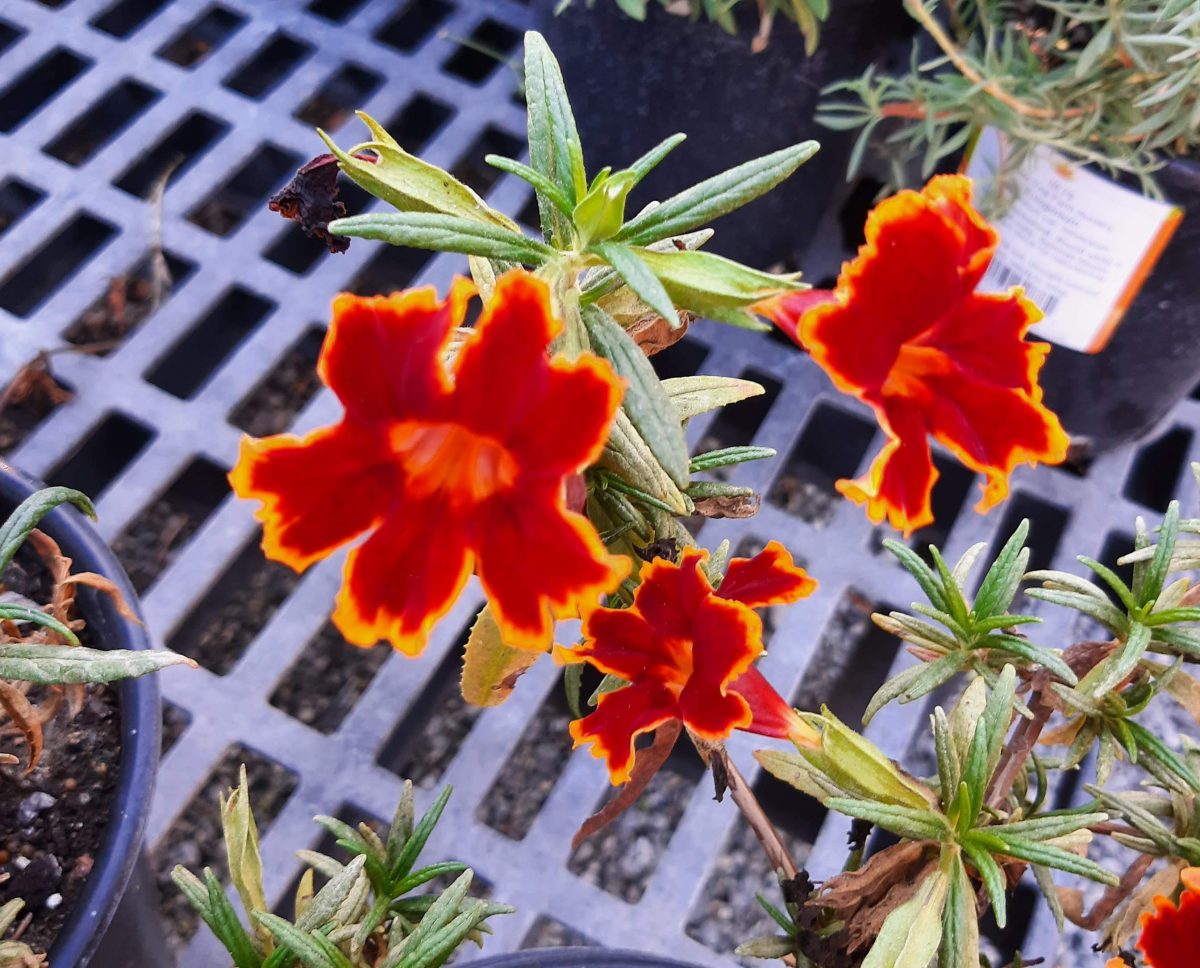 Mimulus Jelly Bean Fiesta Marigold a scaled