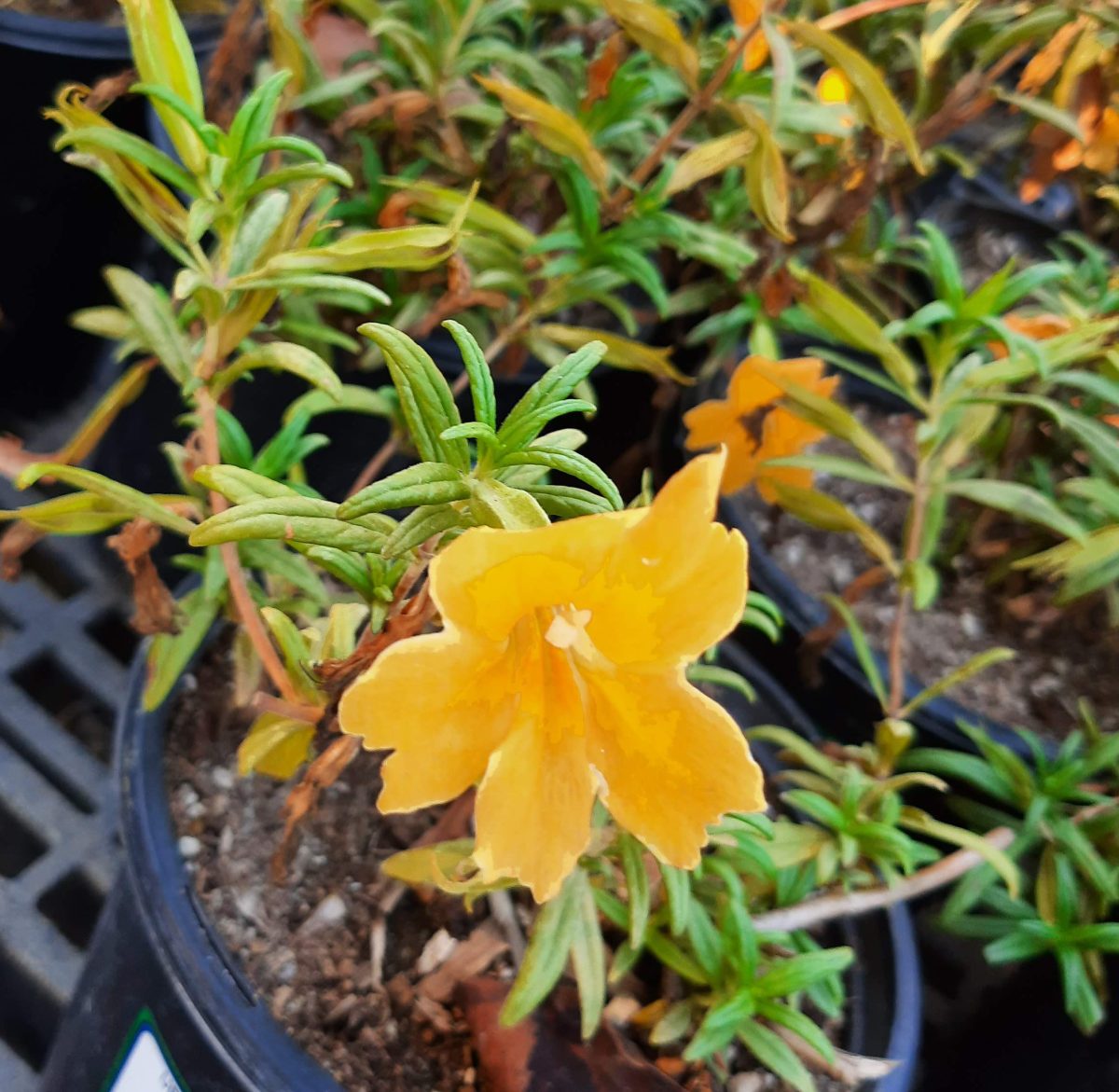 Mimulus Jelly Bean Gold a