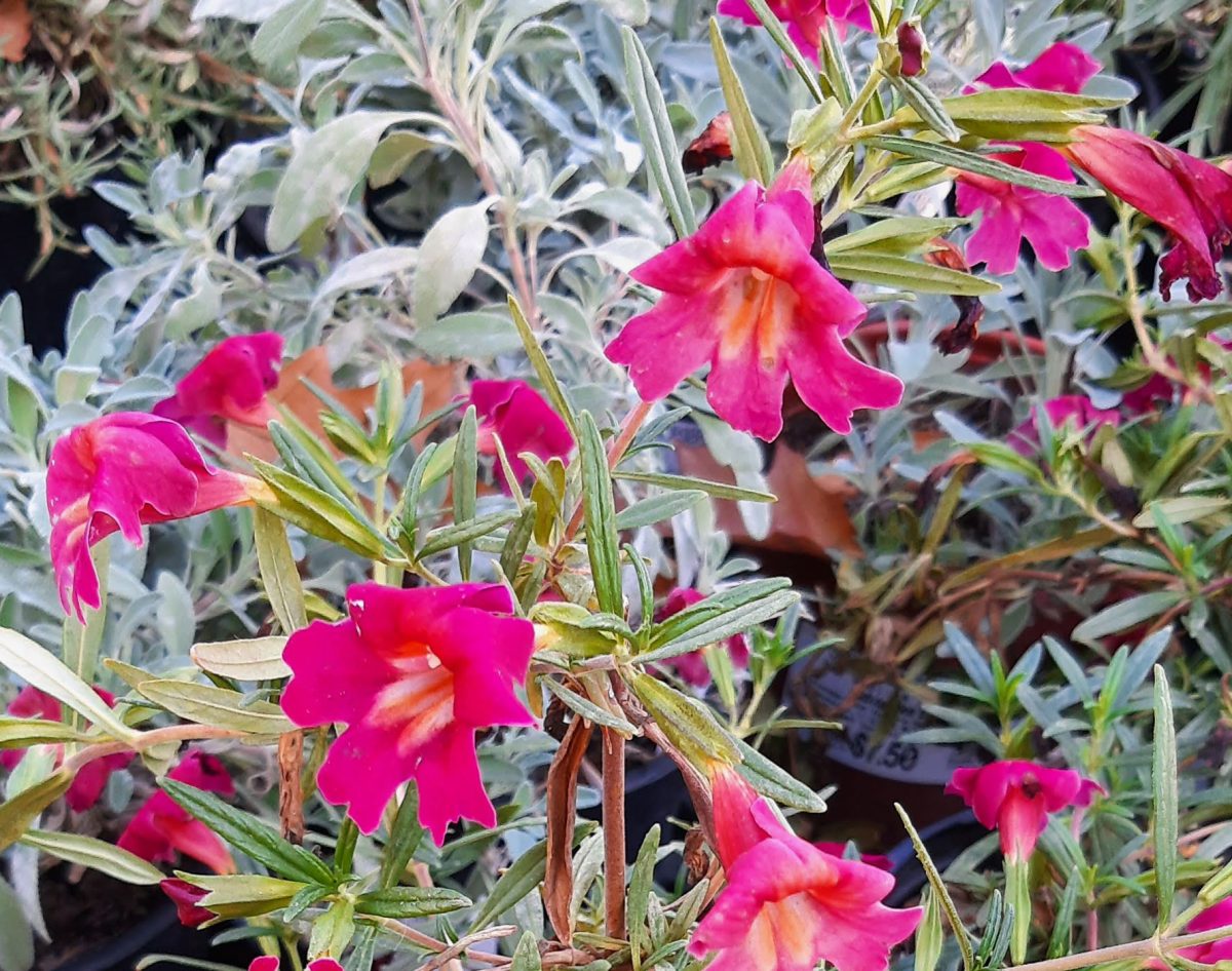 Mimulus Jelly Bean Red a