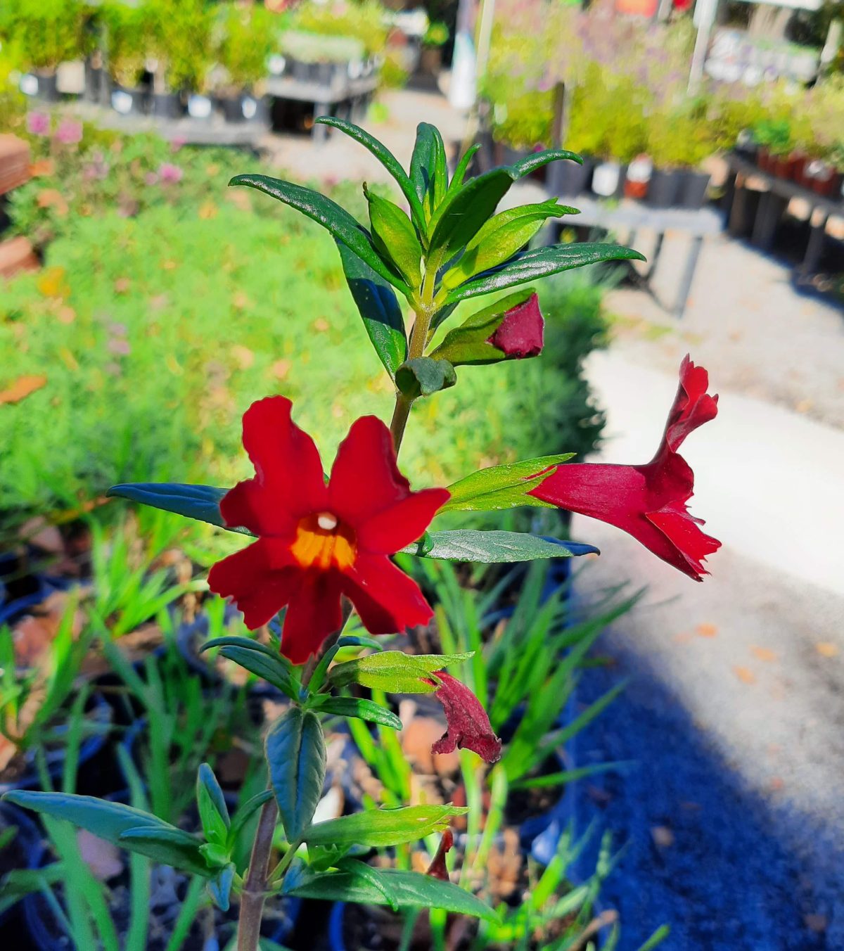 Mimulus Jelly Bean Scarlet a scaled