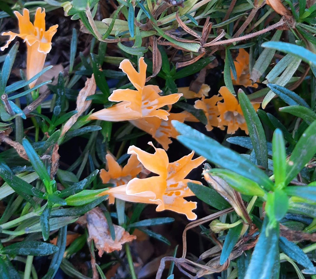 Mimulus bifidus Junipero Serra a