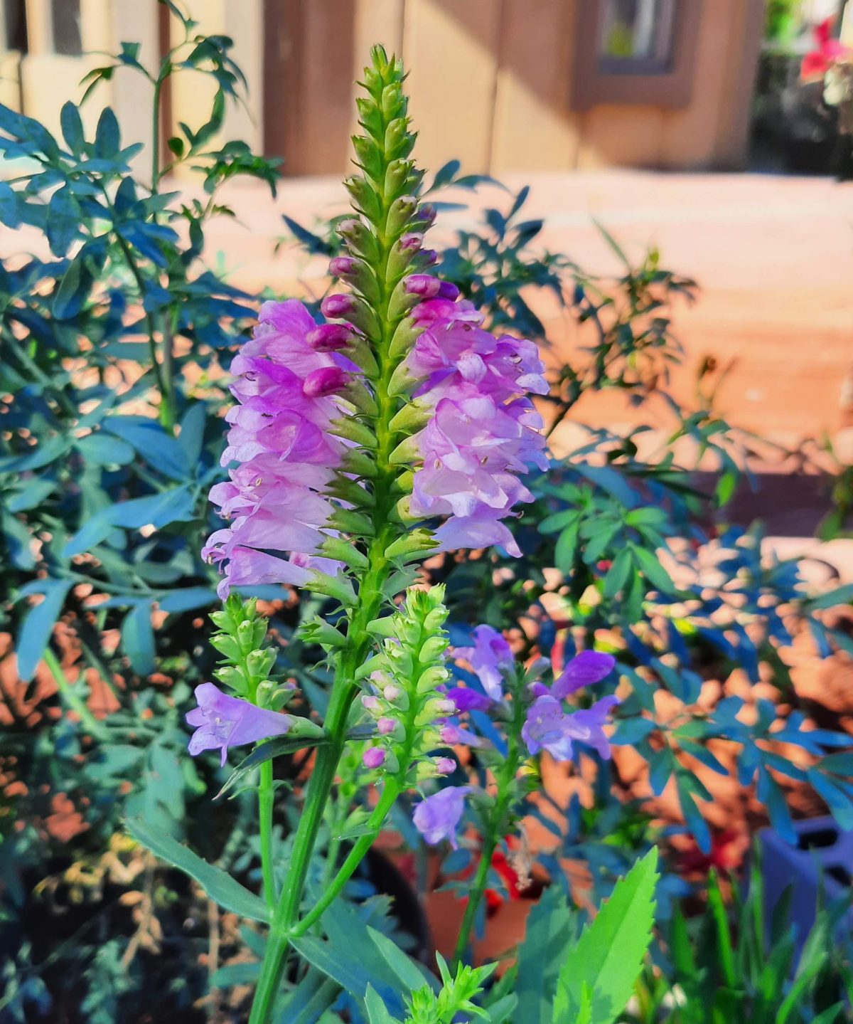 Physostegia virginiana Autumn Carnival a scaled