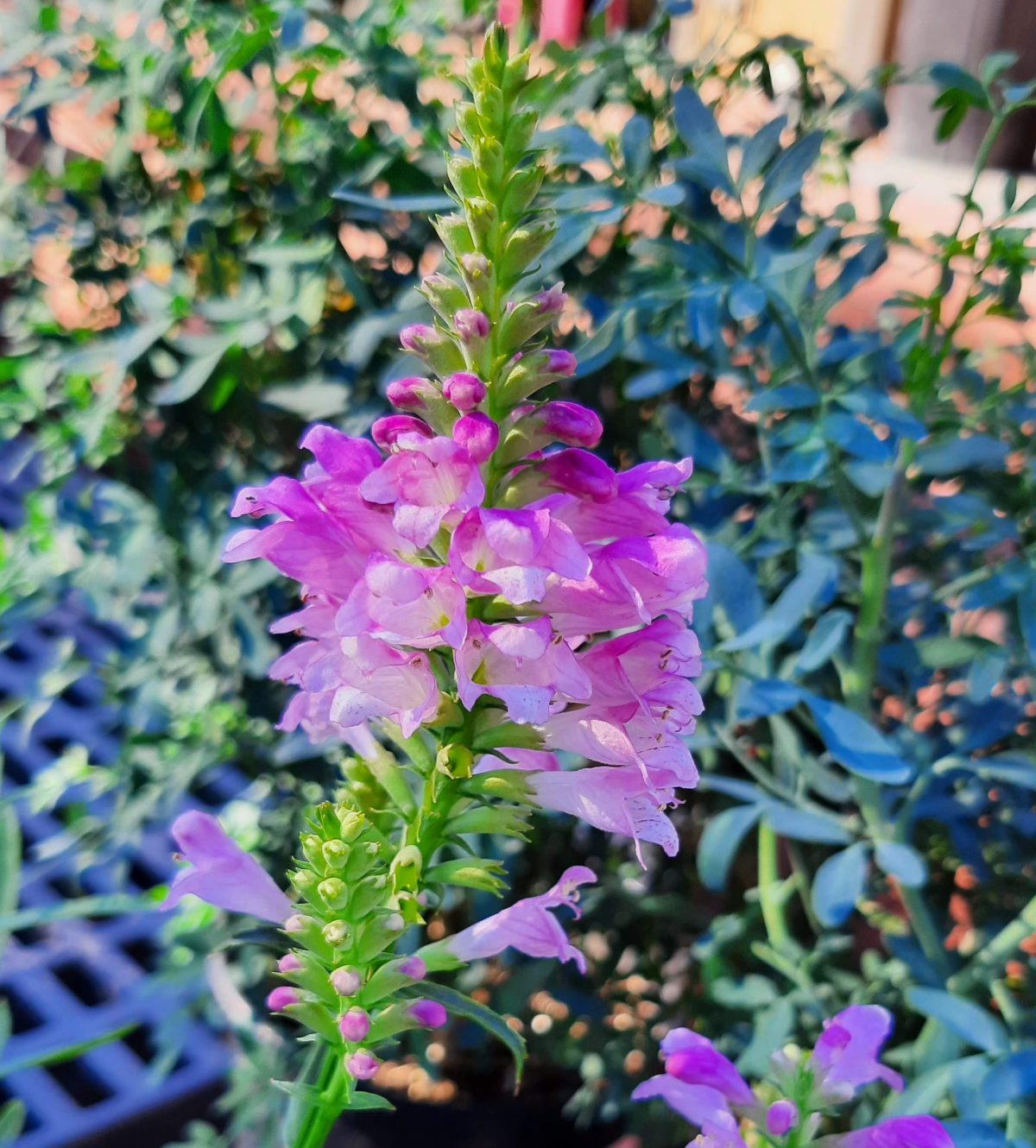 Physostegia virginiana Autumn Carnival b