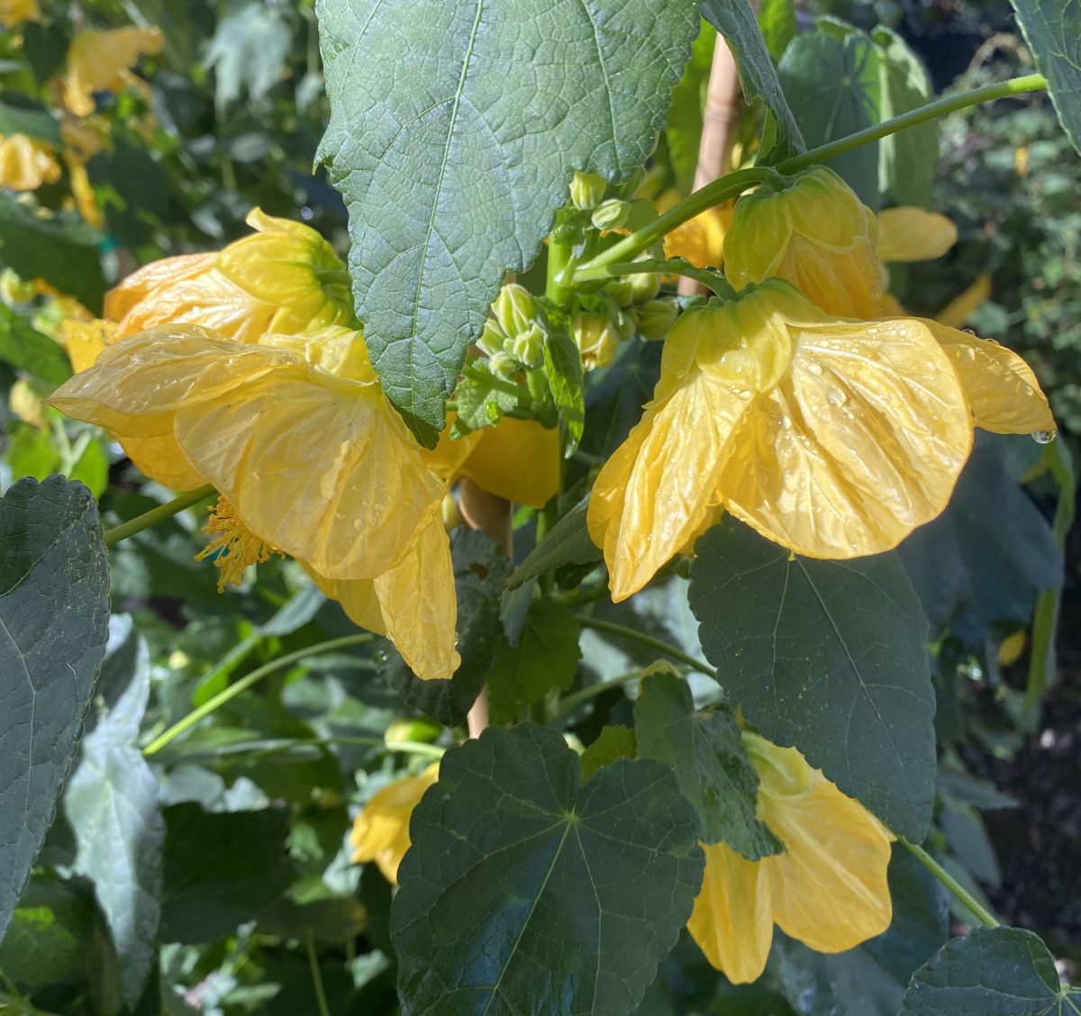 Abutilon hybridum Golden Ballerina a scaled