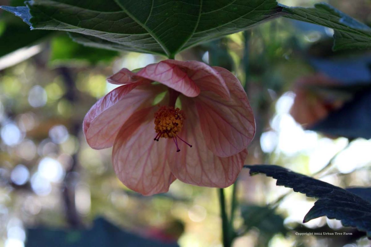 Abutilon hybridum Peach a