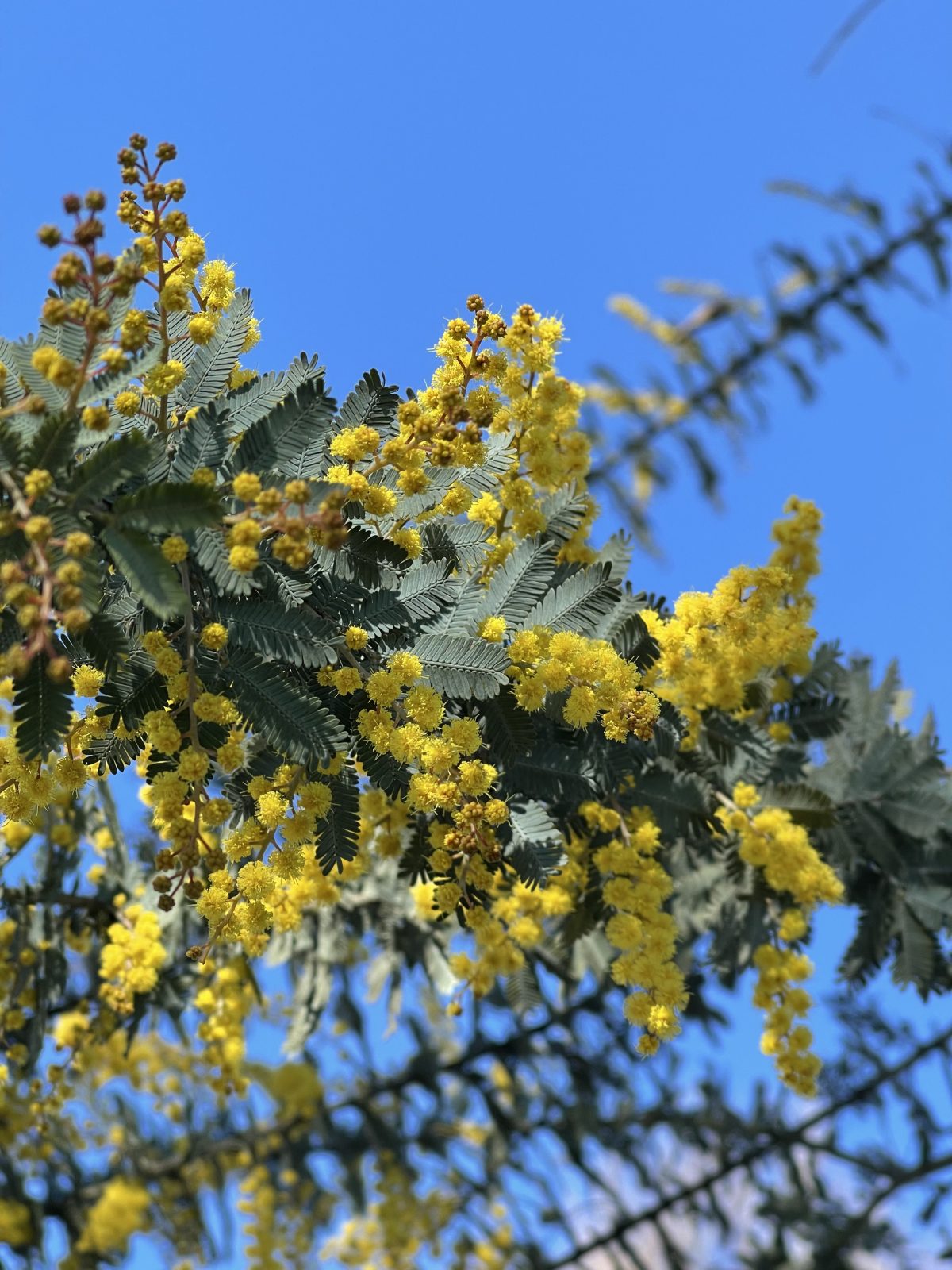 Acacia baileyana Purpurea MULTI b scaled