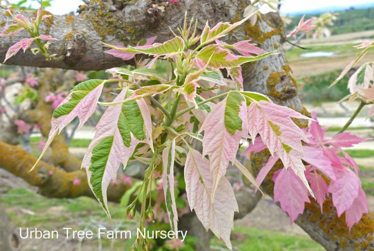 Acer negundo Flamingo b