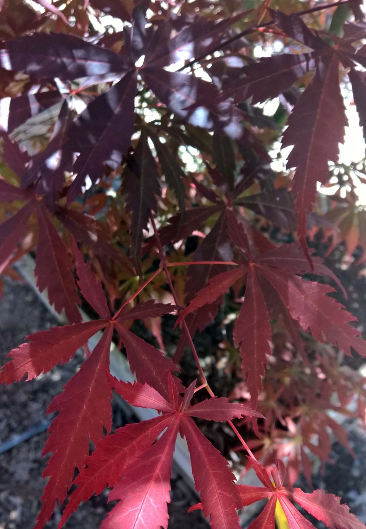 Acer palmatum Sherwood Flame c