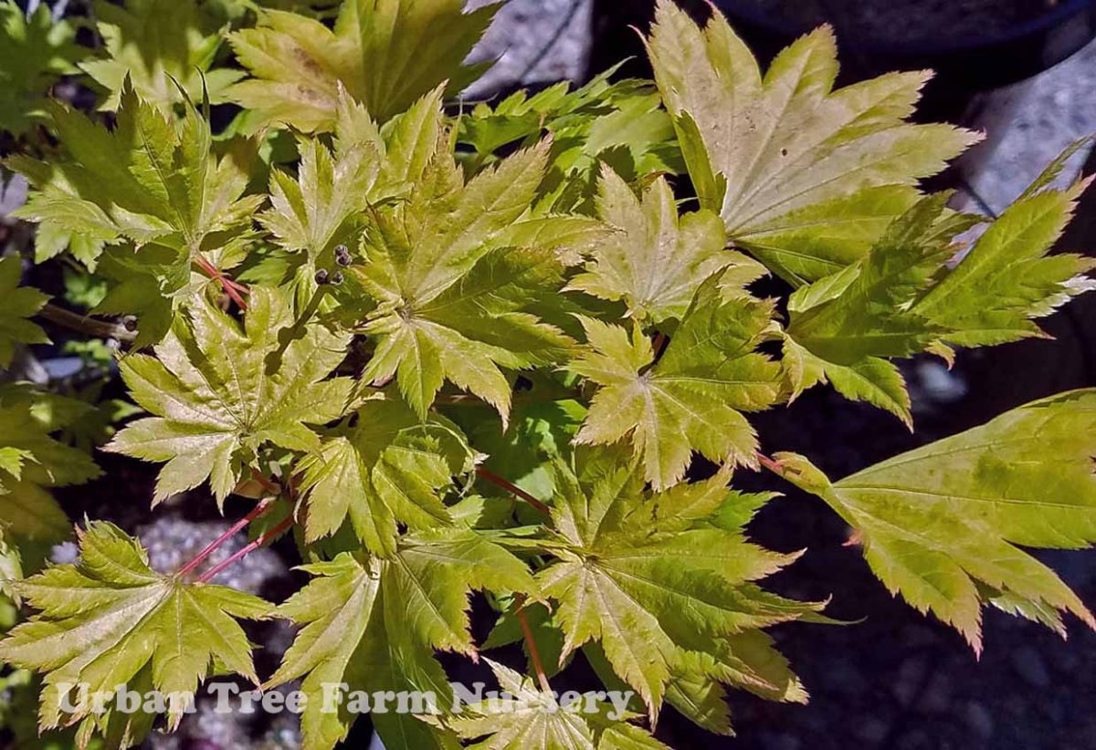 Acer shirasawanum Aureum a