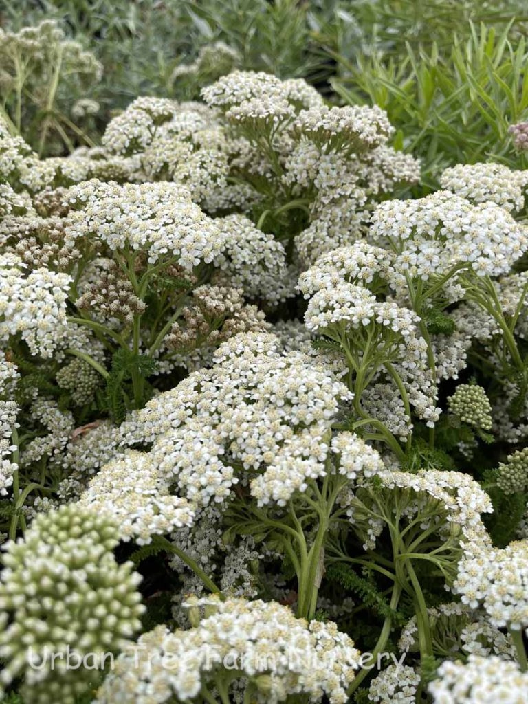 Achillea millefolium 'Sonoma Coast' | Urban Tree Farm Nursery