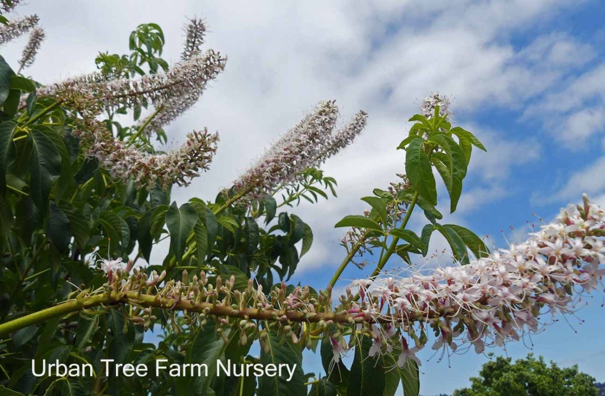 Aesculus californica LOW BRANCH