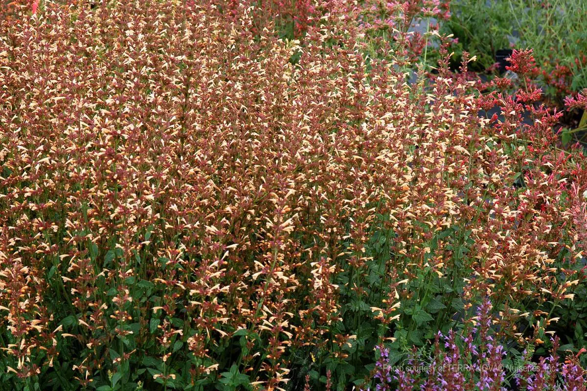 Agastache rugosa Summer Glow a