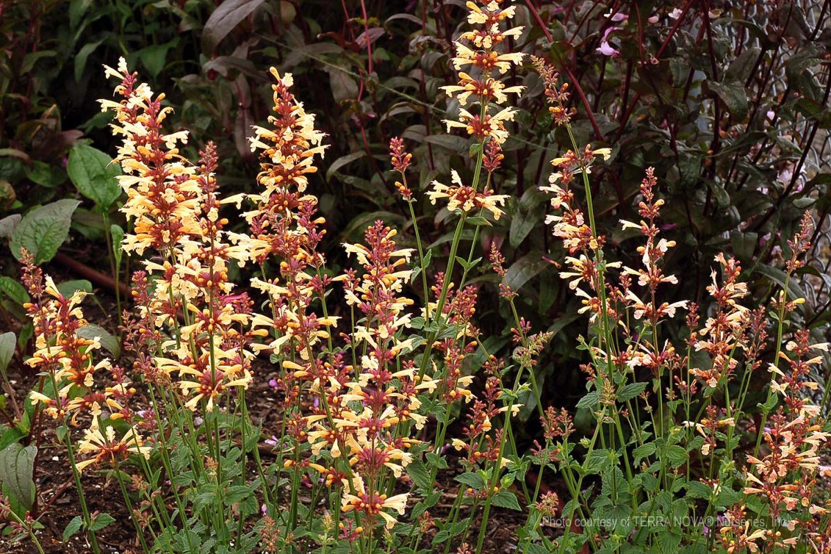 Agastache rugosa Summer Glow c