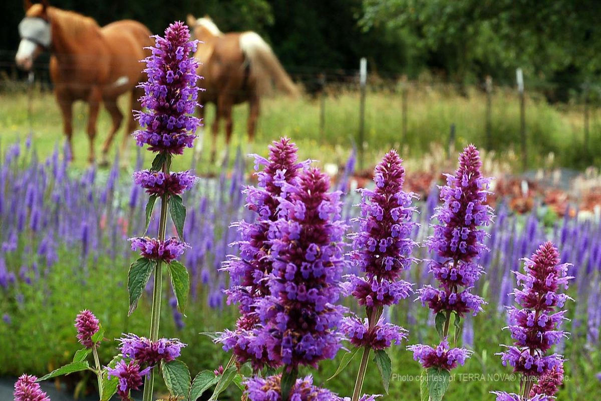 Agastache x Blue Boa b