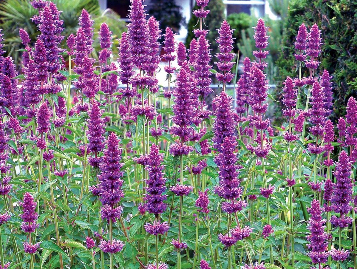 Agastache x Blue Boa c