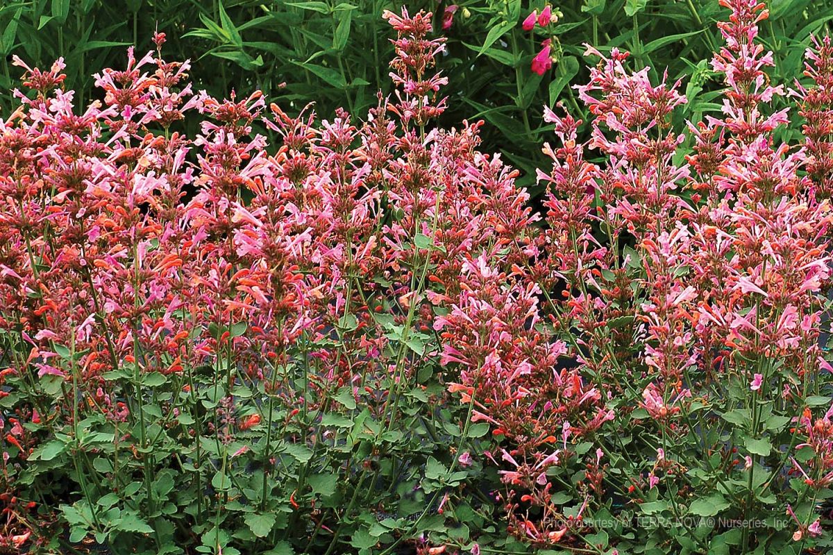 Agastache x Kudos Ambrosia a