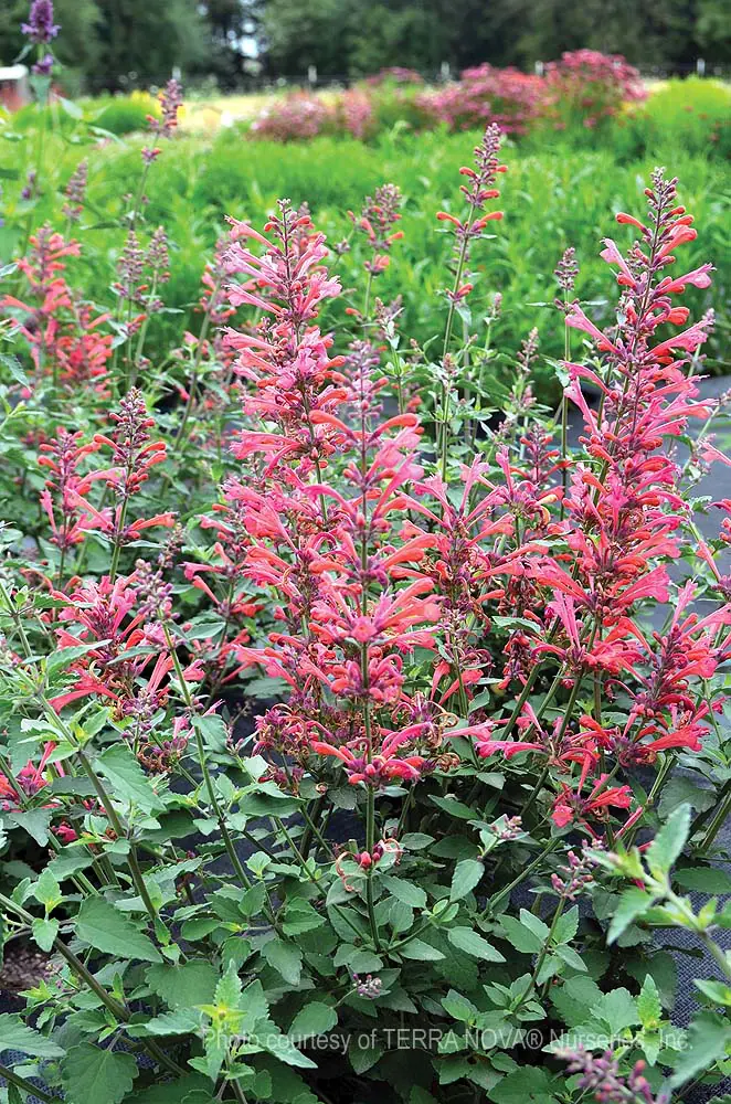 Agastache x Kudos Coral a