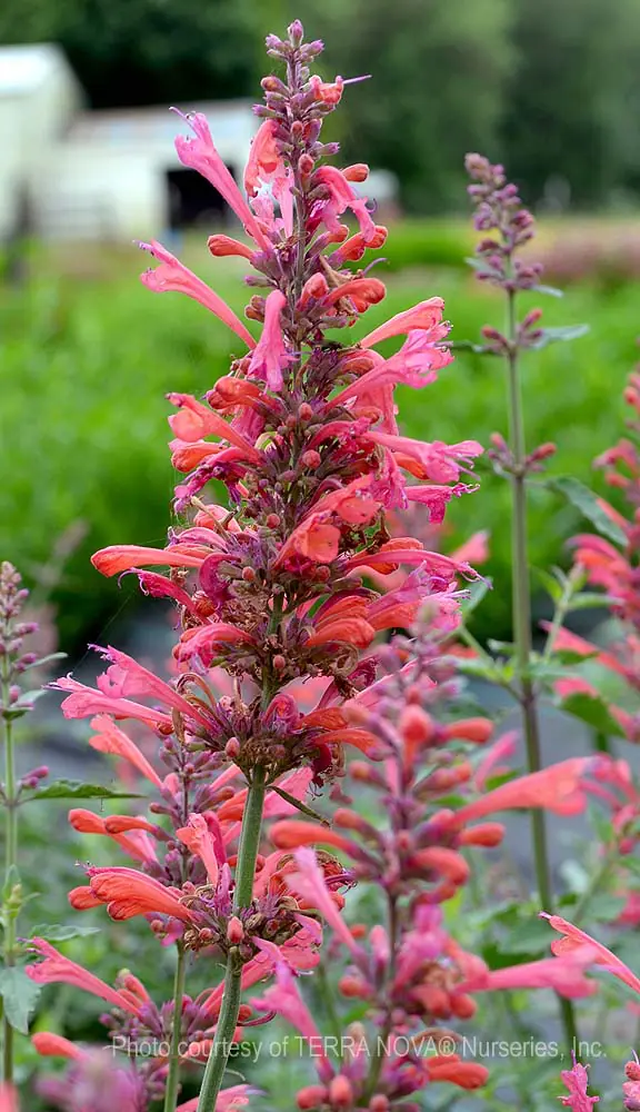 Agastache x Kudos Coral b