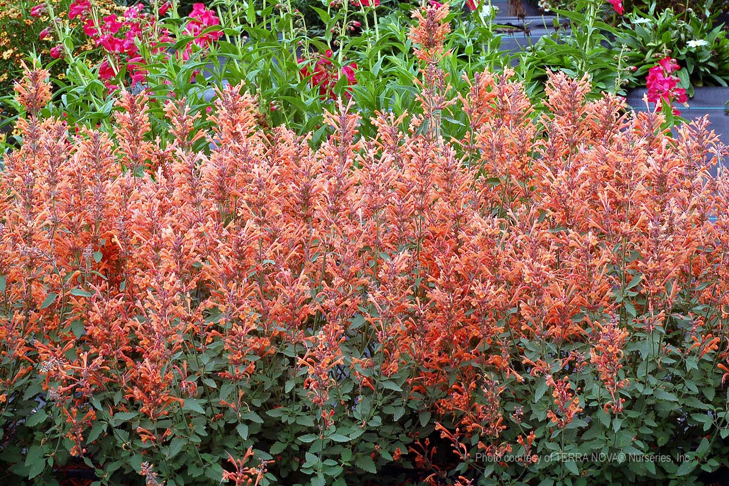 Agastache x 'Kudos Mandarin' | Urban Tree Farm Nursery