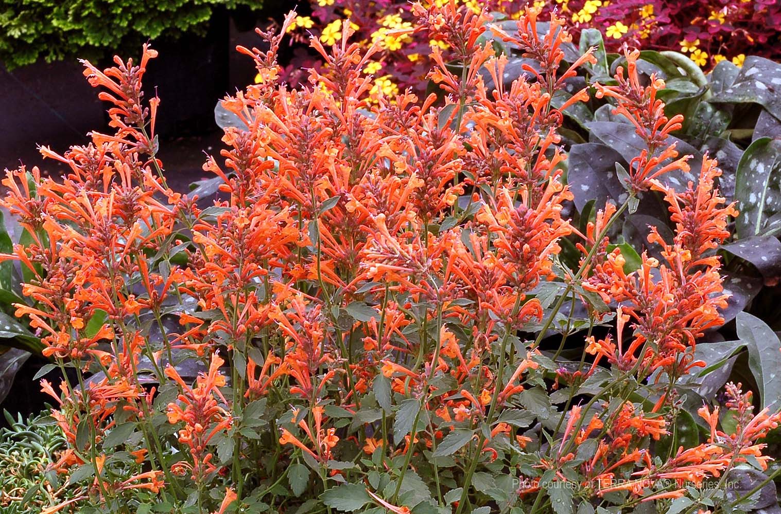 Agastache x 'Kudos Mandarin' | Urban Tree Farm Nursery