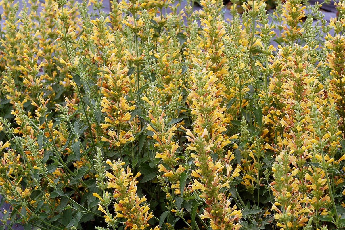 Agastache x Kudos Yellow b