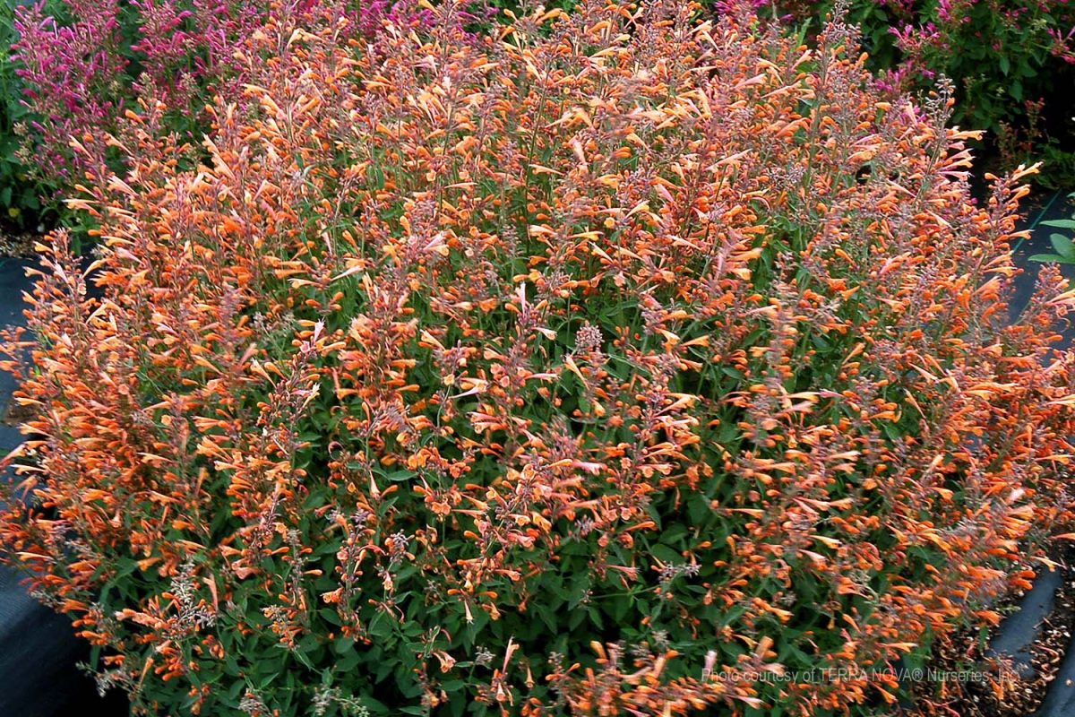 Agastache x Summer Sunset a