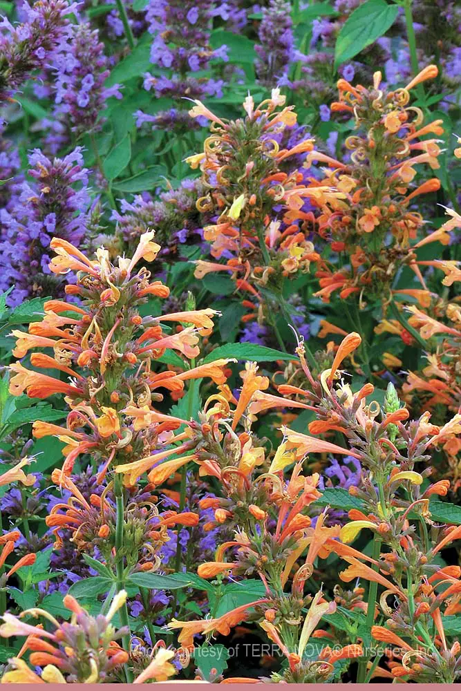 Agastache x Summer Sunset b