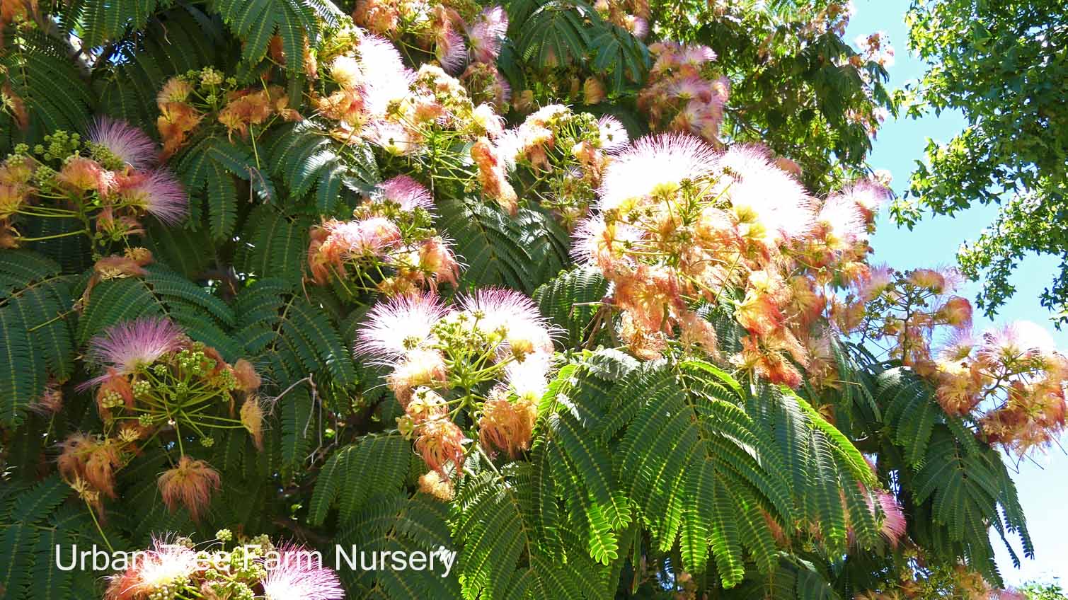 Albizia julibrissin MULTI | Urban Tree Farm Nursery