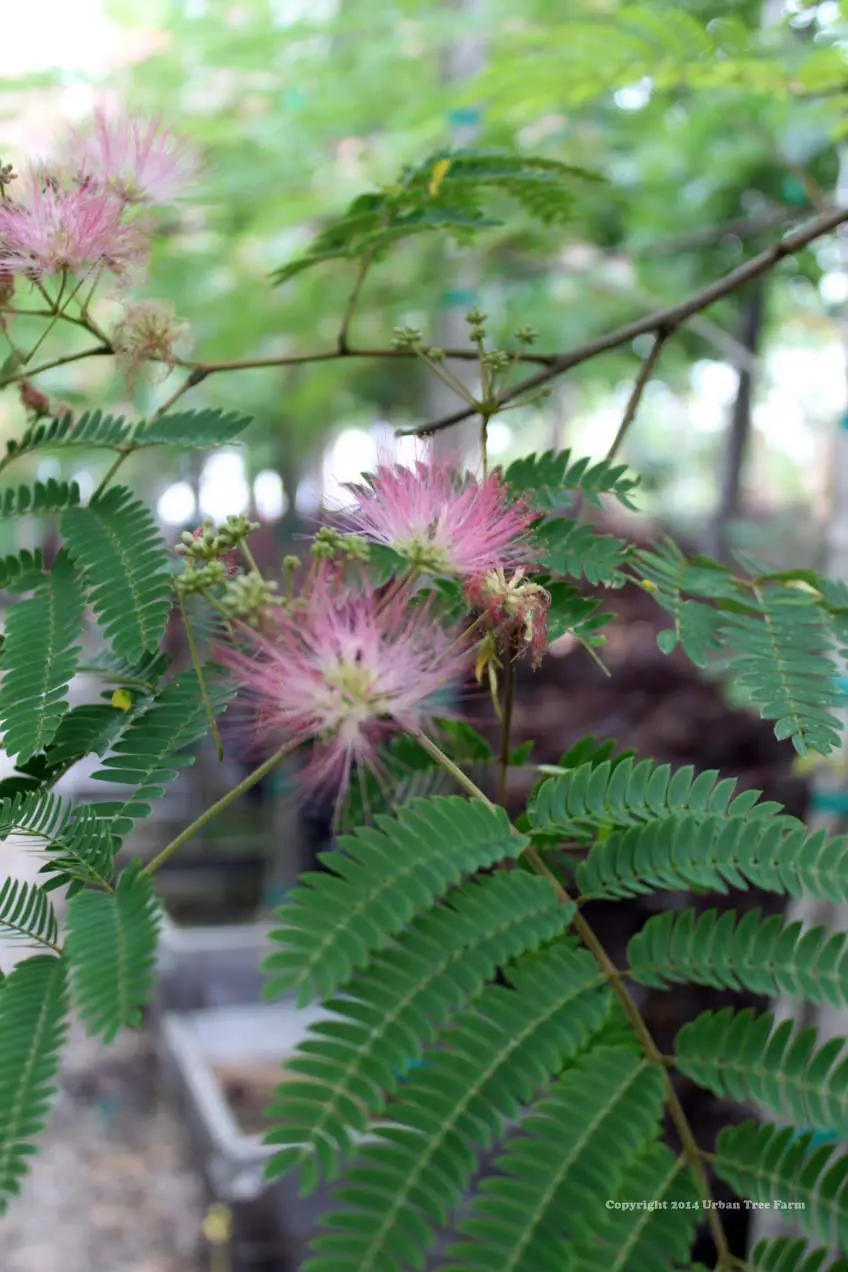 Albizia julibrissin STD c