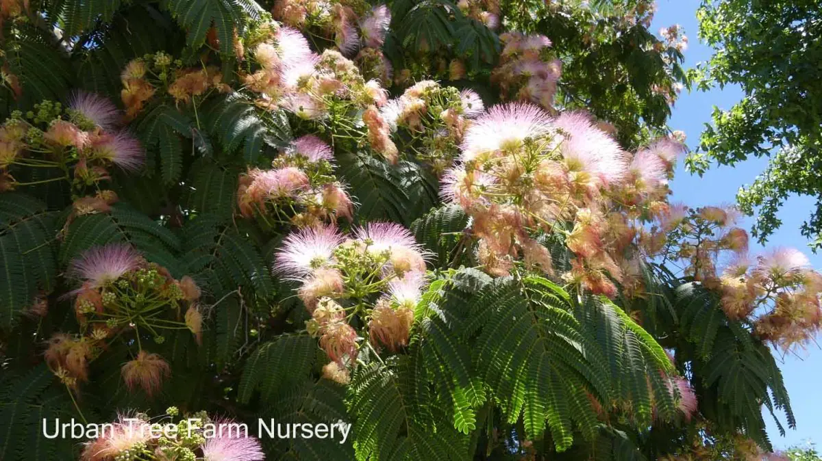 Albizia julibrissin STD f