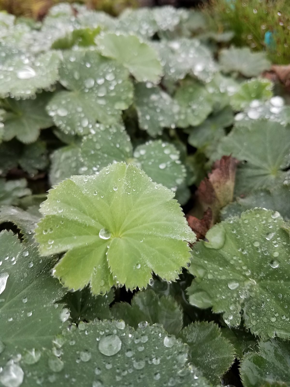 Alchemilla mollis b scaled