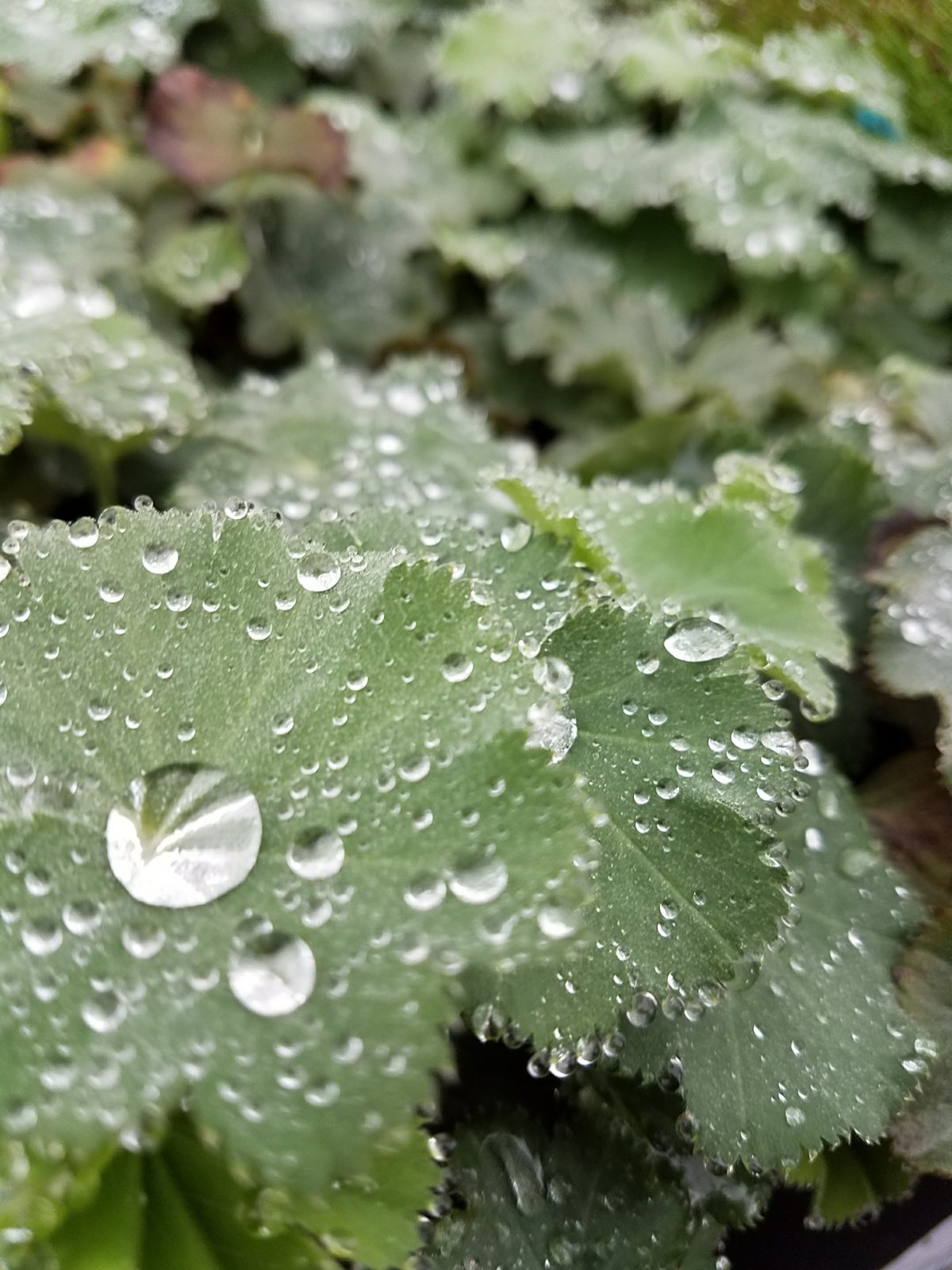 Alchemilla mollis c scaled