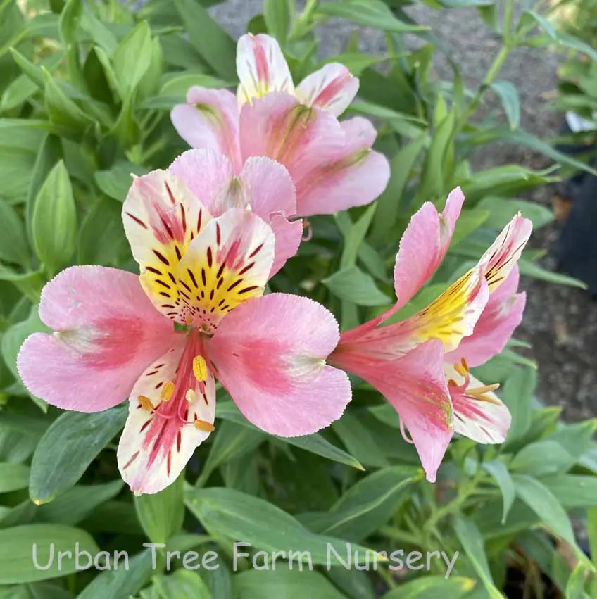 Alstroemeria Coral a