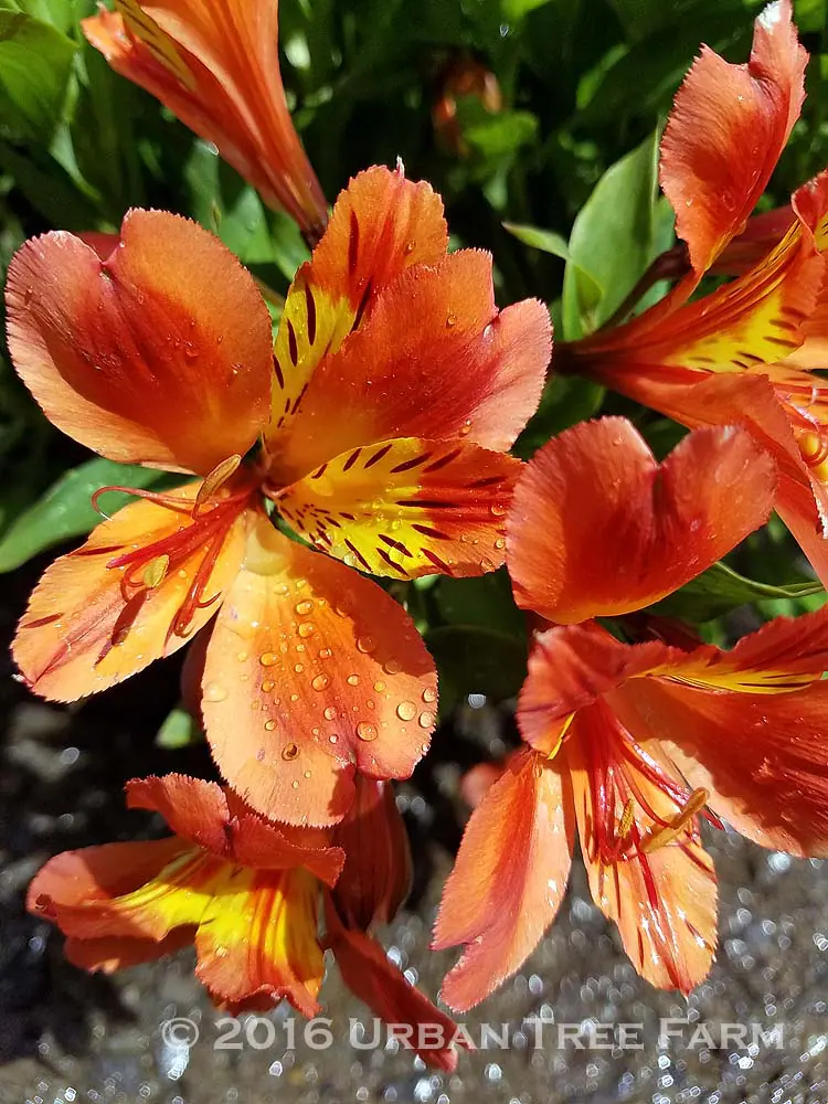 Alstroemeria Hybrid Orange Yellow a