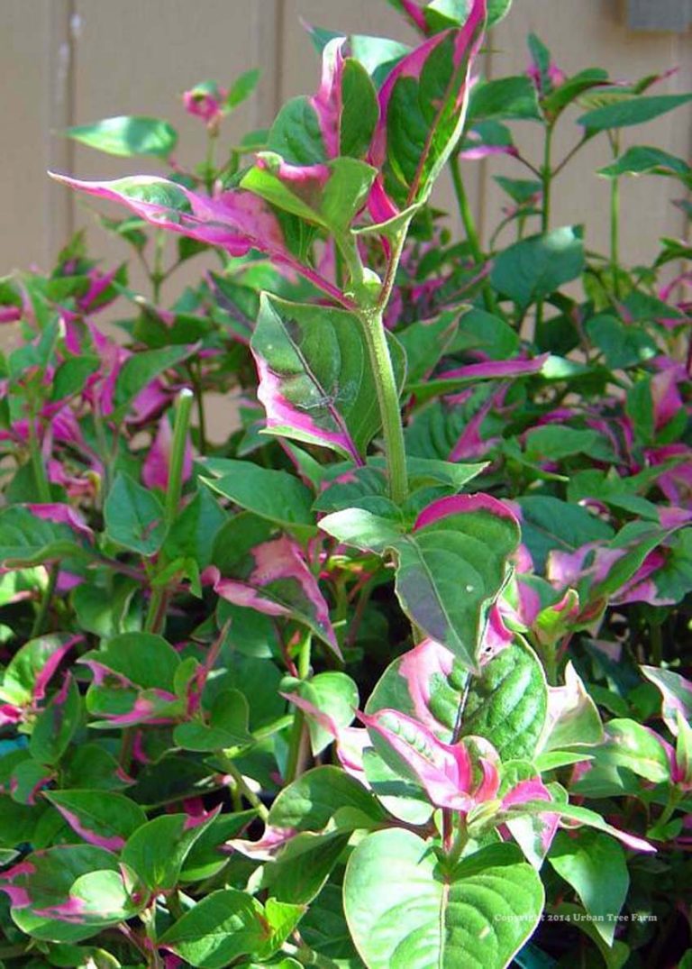 Alternanthera ficoidea 'Partytime' | Urban Tree Farm Nursery