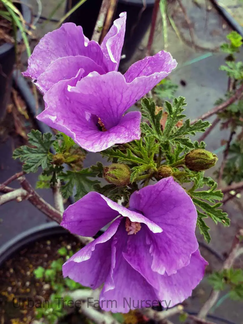 Alyogyne huegelii Santa Cruz b