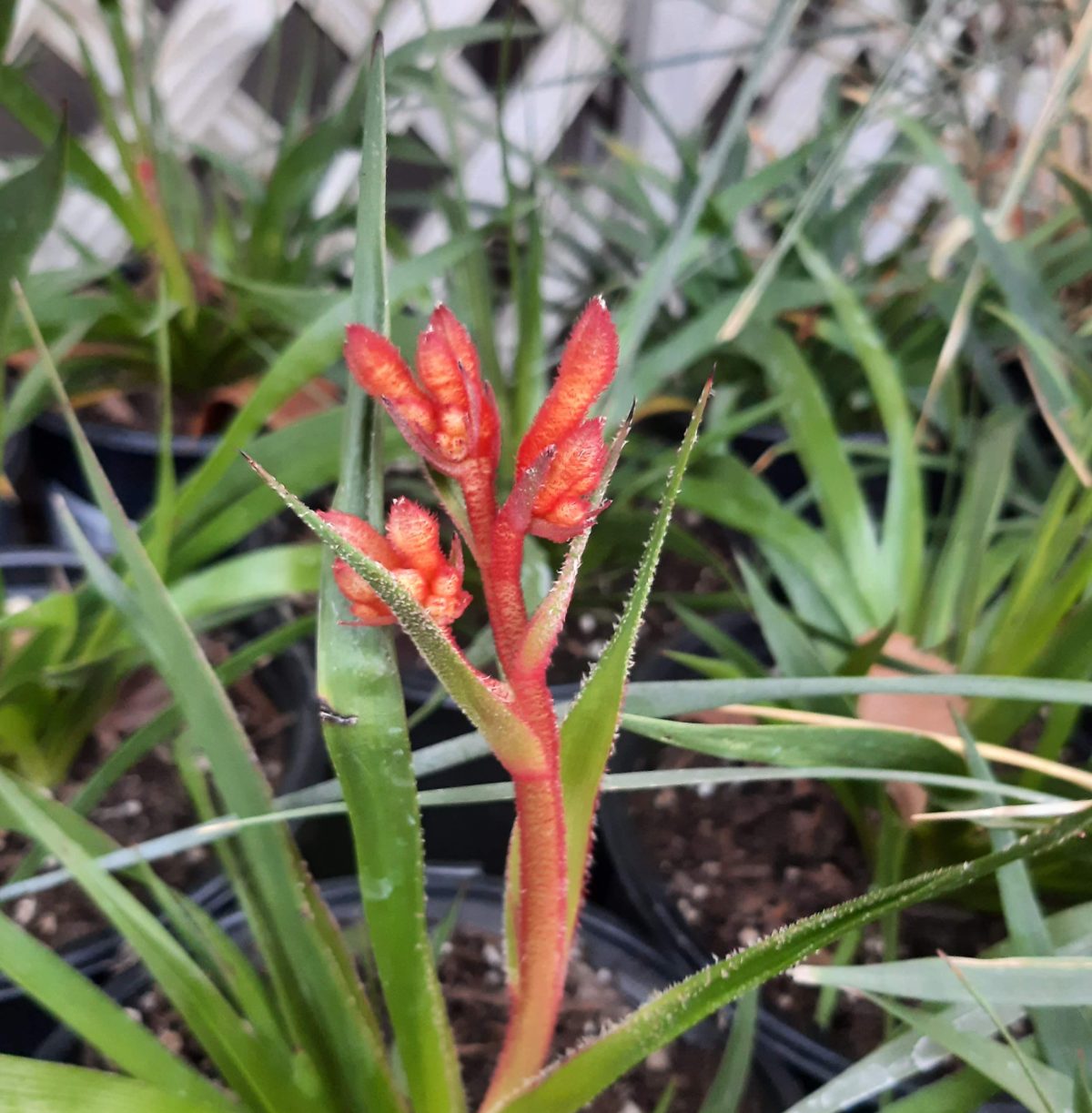 Anigozanthos Kanga Red scaled