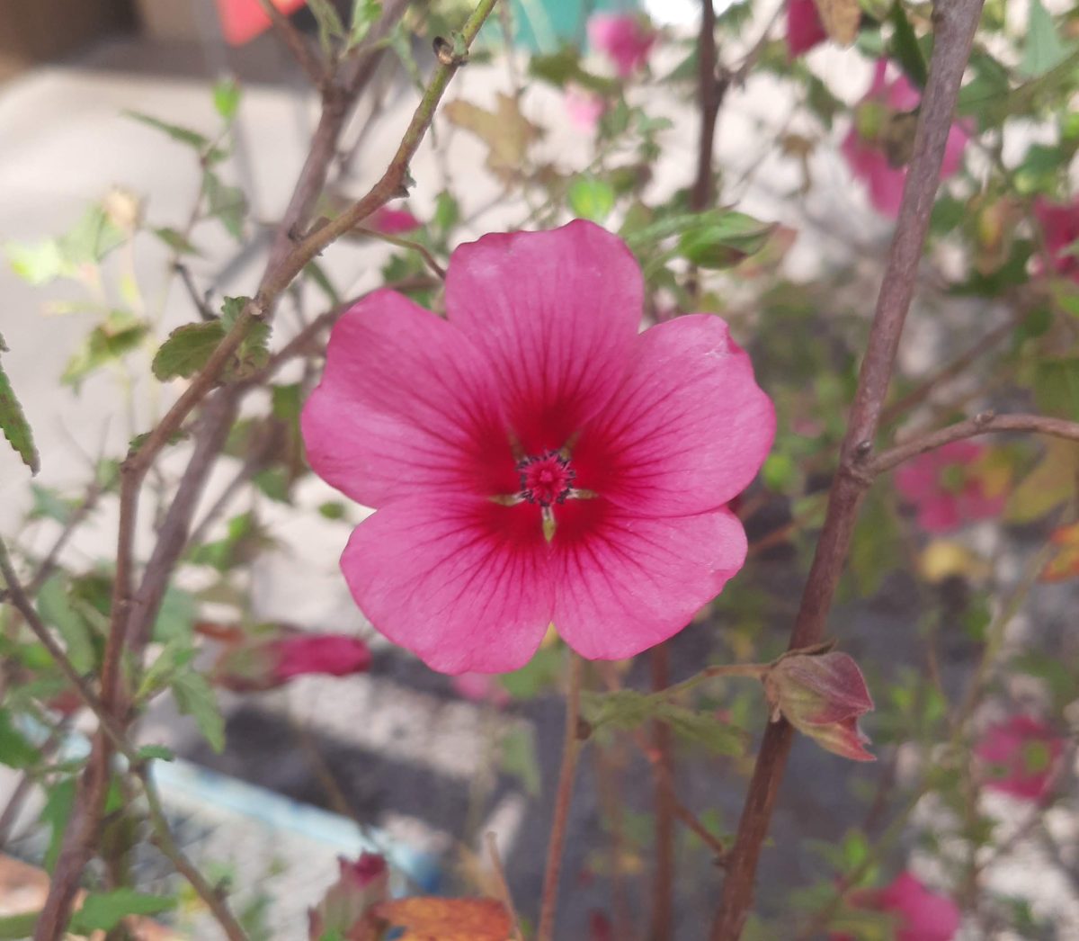 Anisodontea Strybing Beauty a