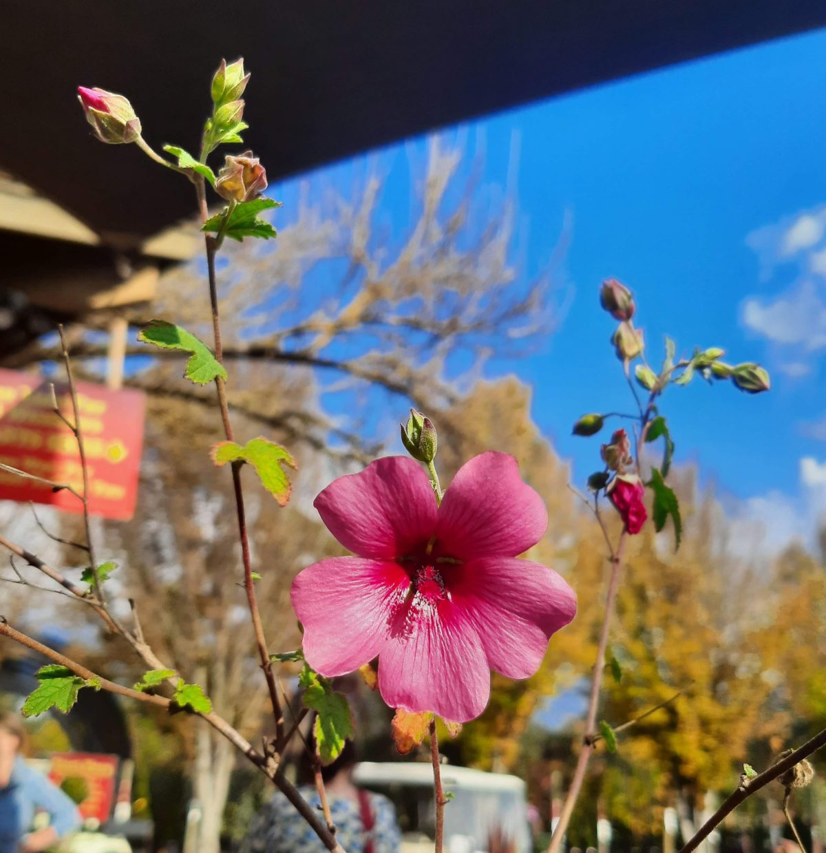 Anisodontea Strybing Beauty b