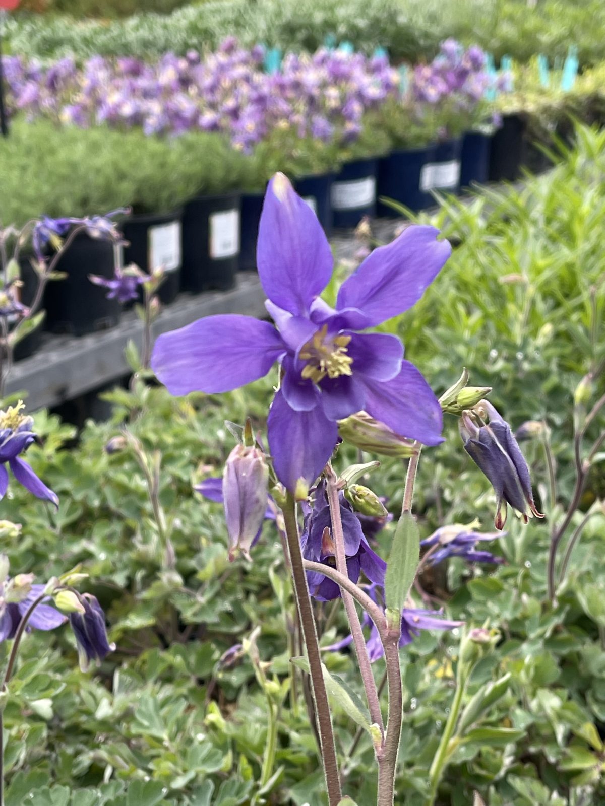 Aquilegia caerulea a scaled