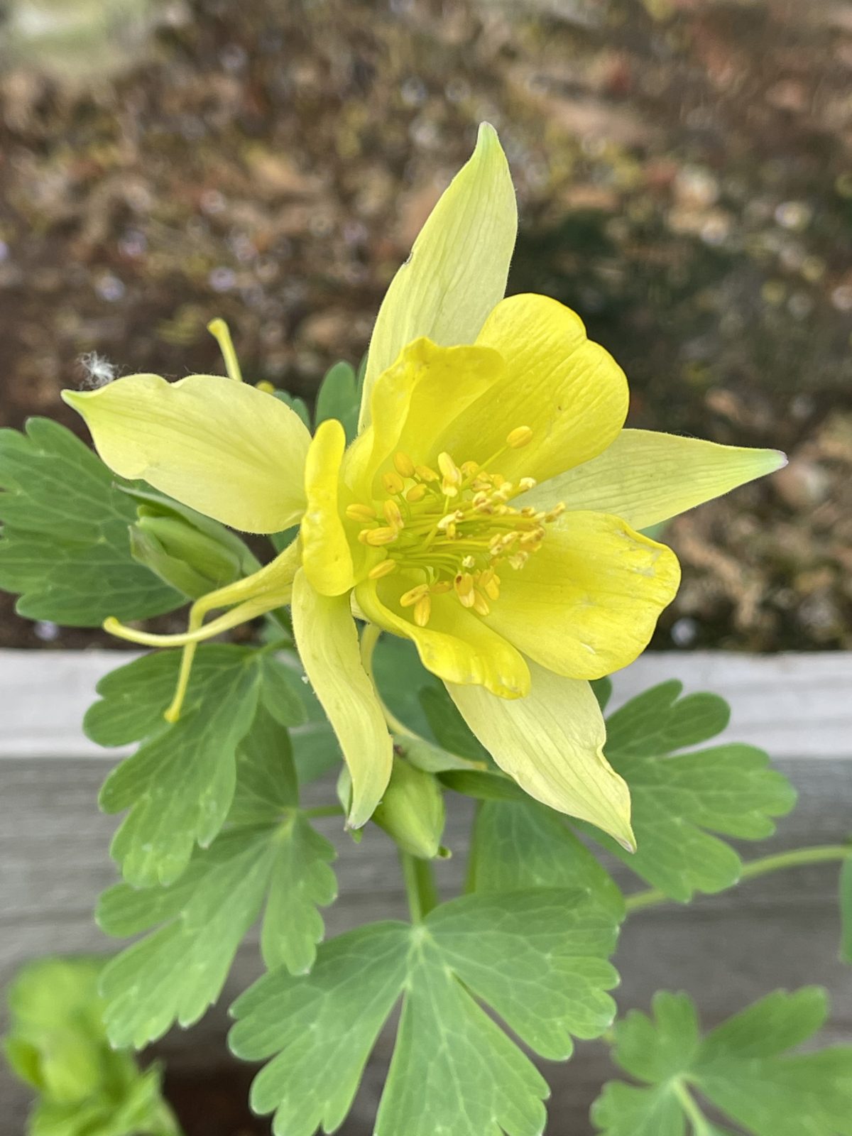 Aquilegia chrysantha a scaled