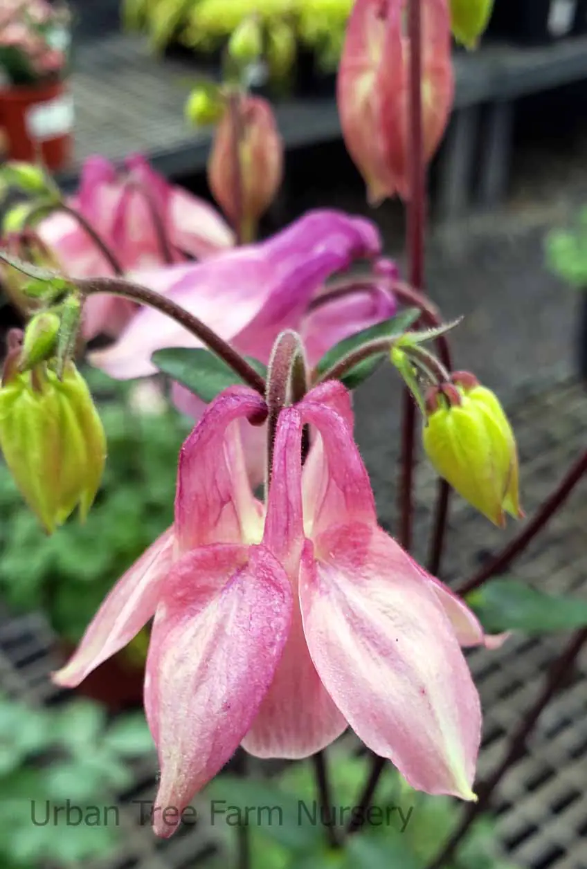 Aquilegia hybrid Mix c