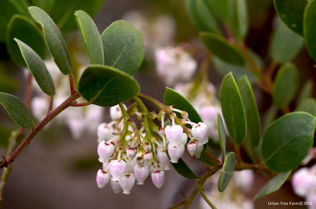 Arctostaphylos bakeri Louis Edmund c